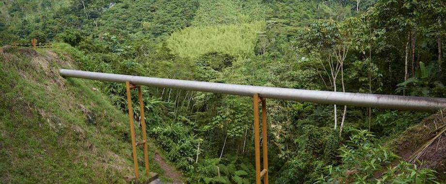 Pipeline-Rainforest 800.jpg